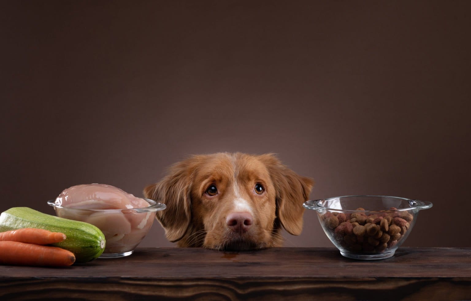 BoschHundefutter Test » Die besten Modelle für 2021 im Vergleich