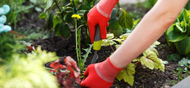 Unkraut Vernichten Mit Diesen Tipps Werden Sie Dem Unkraut Herr