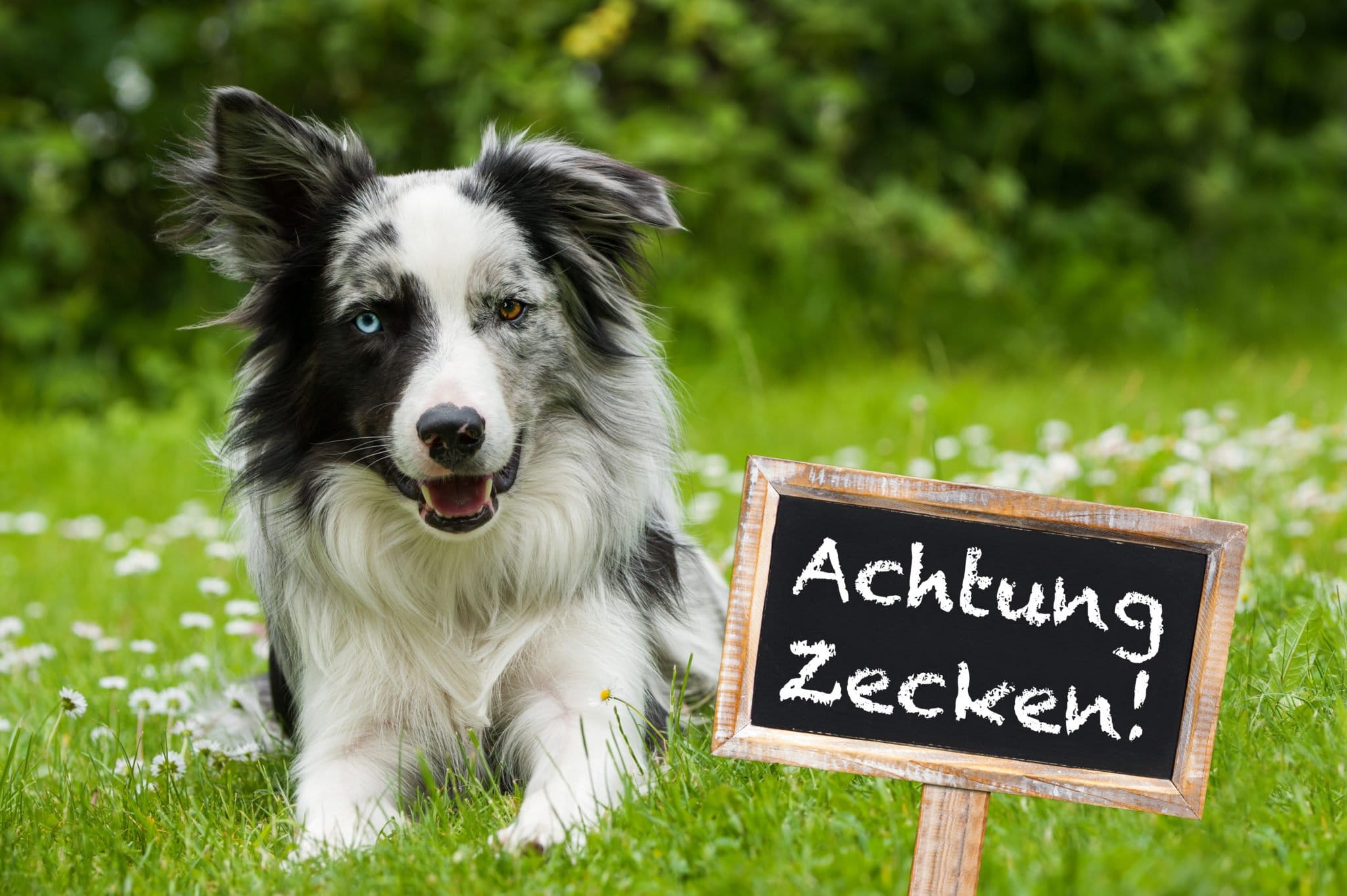 Zeckenhalsband Hunde Test » Die besten Modelle für 2021 im Vergleich