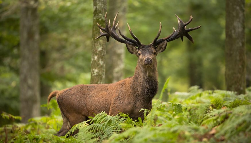 Ist ein Hirsch so alt wie die Zahl seiner Geweihspitzen