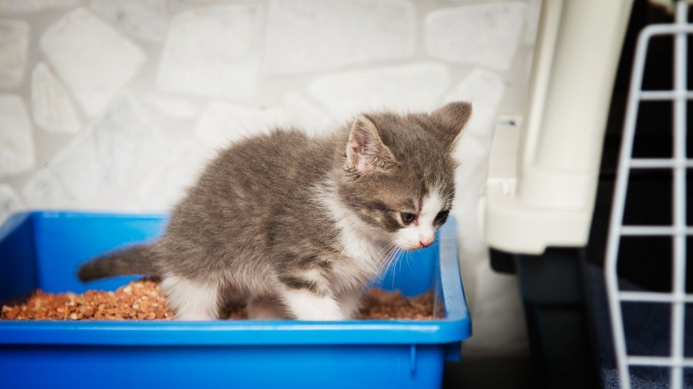 Katze Nicht Stubenrein