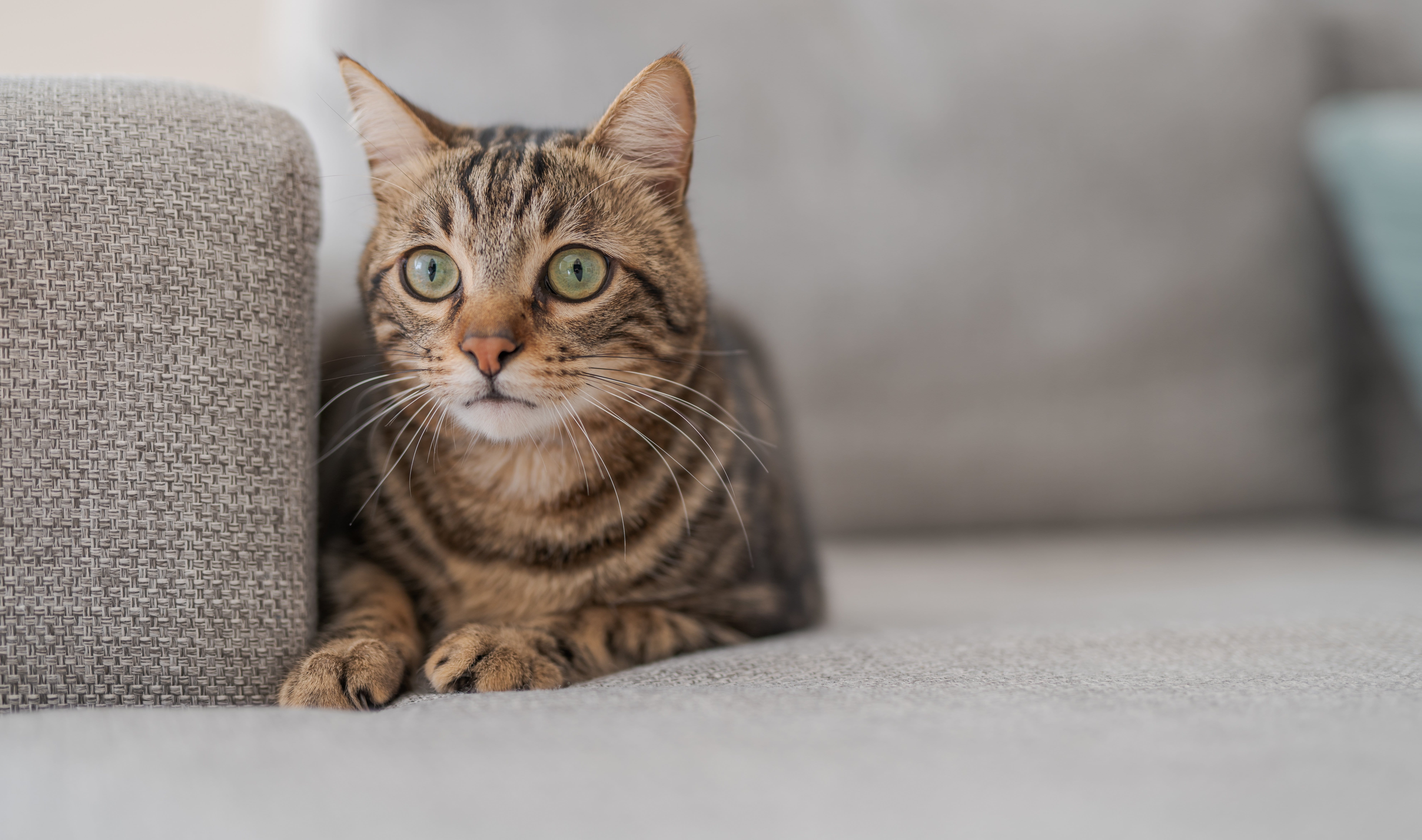 Katzenhaare Entfernen Tipps Gegen Tierhaare In Wohnung