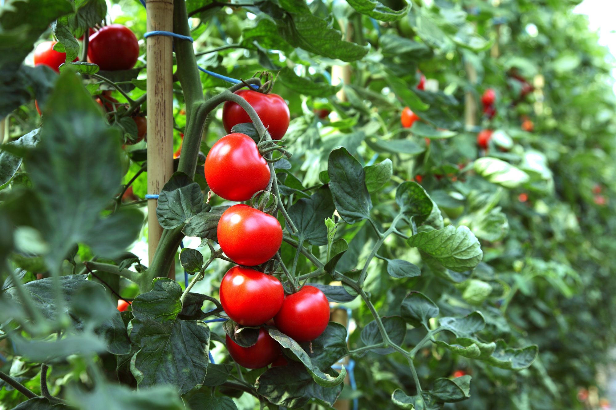 Tomaten Selber Ziehen: In 10 Schritten Zur Eigenen Staude