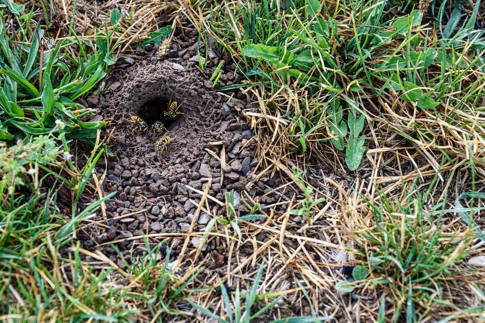 Erdwespen bekämpfen So vertreiben Sie Erdwespen aus Ihrem